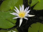 A comtemporary picture of the Lotus flower.