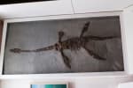 A plesiosaur fossil