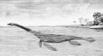 A sketch of the Loch Ness monster that looks like a plesiosaur.