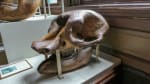 A baby Mastadon skull