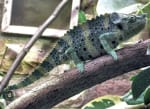 A chameleon with a curled tail on a branch