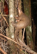 A tan-colored pangolin climbing a tree.