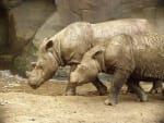 Two Asian rhinoceroses walking to the water. 